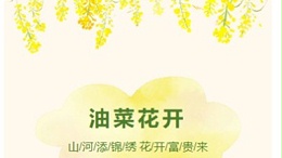 油菜花遍地富贵来
